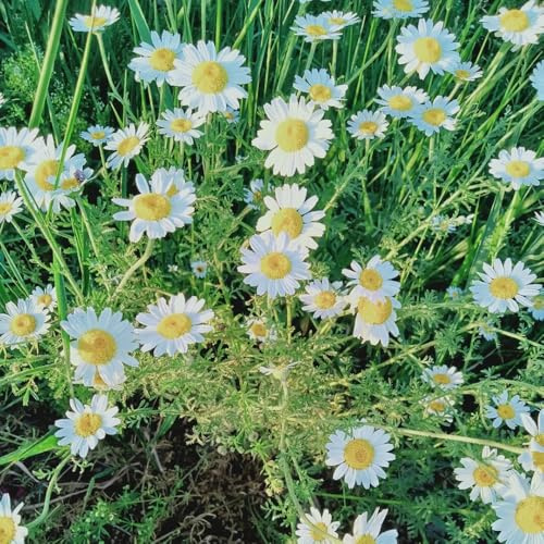 semillas de piretro cinerariifolium - resistentes al aire libre de cortadas de para bancales elevados de jardín de rocas 60pcs