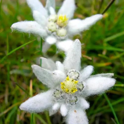 Semi di stella alpina - piantagione di giardino Leontopodium alpinum - biologici semi di varietà antiche 50pcs
