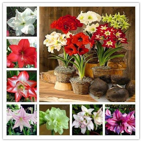 seedsown 100 graines européenne bleuets Myrtille Bas Bush Rare Doux Vaccinium myrtillus Nous