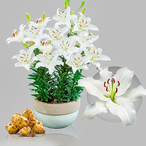 Lys de jardin oriental White Passion, très exclusif, vivace et rustique. Bulbes de fleurs en provenance des Pays-Bas pour la plantation dans le jardin et les pots, taille du bulbe Ø 14-16 cm (blanc).