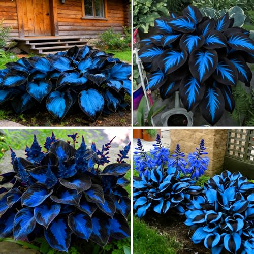 Mixrug Hosta Seeds for Planting, 295+pcs Perennial Rare Hosta Flower Seeds Plants, Non-GMO Heirloom Long Blooming Plants Shaded Entry Pathway Rare Flowers for Garden Outdoors
