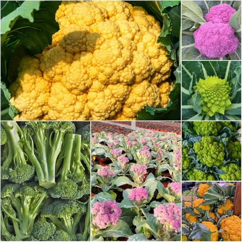 semillas de coliflor variedades antiguas para lugares soleados Serie de raras primera calidad 600pcs