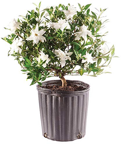Brussel's Bonsai - Live Gardenia Bonsai Tree, Outdoor Bonsai Plant in Grower Pot, 4 Years Old, 6-8 Inches Tall, Easy Care Flowering Plant for Patio or Garden (Small)
