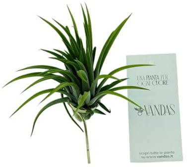 VANDAS Tillandsia Ionantha con Supporto – Pianta dell’Aria 6 cm | Air Plant Senza Terriccio | Decorazione da Interno| Made in Italy
