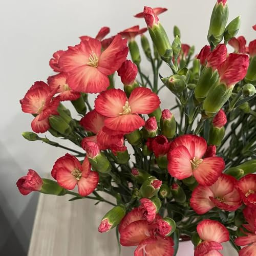semillas de clavel perenne resistente de jardín, claveles, sombra decorativas para balcón resistentes 200pcs
