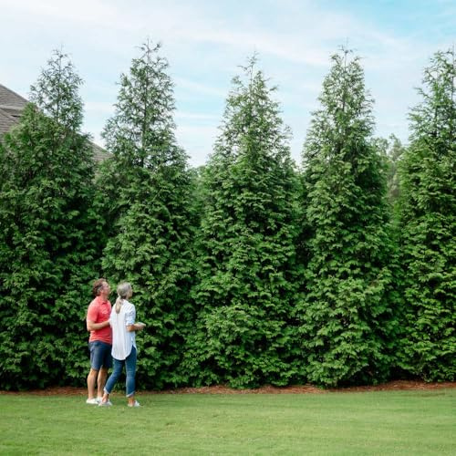 Brighter Blooms Thuja Green Giant Arborvitae, 1-2 ft.