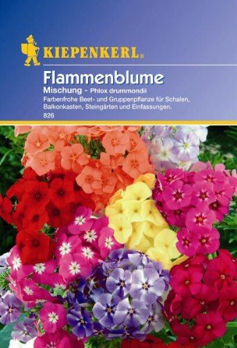 Kiepenkerl Phlox-Mischung