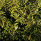 Lorbeerkirsche Sofia® 40-60cm - Prunus laurocerasus