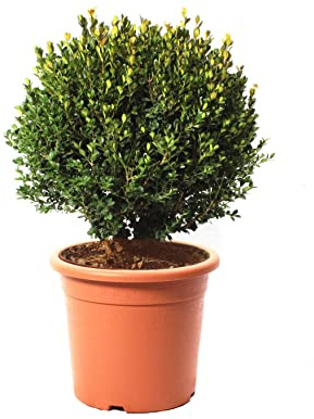 KENTIS - Boule de Buis Vrais - Buxus Microphylla Faulkner - Plantes Vraies Naturelles d'Extérieur Resistantes - Plante Boule Topiaire Décorative - Pot de Culture Ø 24 cm