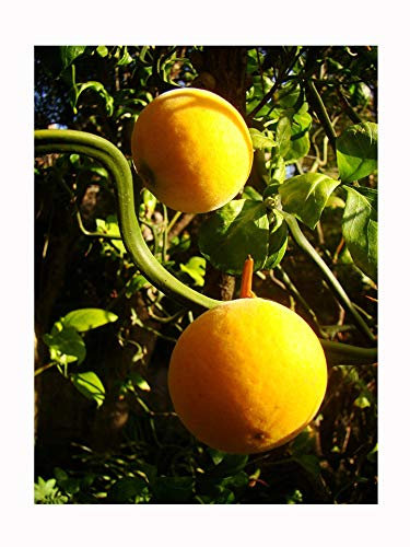 SEEDLING OF rarely offered CONTORTED HARDY LEMON OR JAPANESE BITTER ORANGE, CITRUS TRIFOLIATA (Poncirus), FLYING DRAGON Japanese exotic shrub plant WITH TWISTED BRANCHES, 5cm tall seedling in a 7cm pot