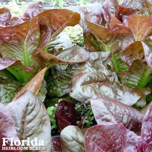 Las semillas de lechuga lechuga romana ROUGE de Invierno 1000 de la herencia