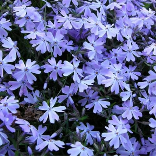 Phlox Emerald Cushion Blue, 6 Hardy Perennial Plug Plants