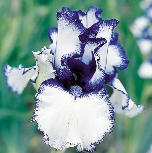 Rizomi di Iris Resistenti al Freddo e Siccità | Per Giardini e Balconi | Regali Festivi-4bulbi-a