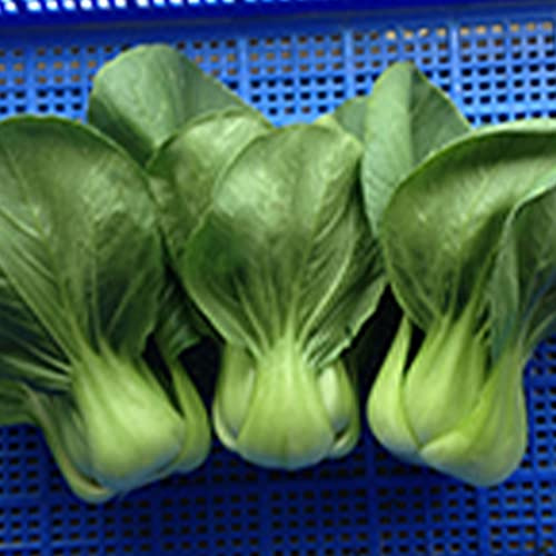 Cabbage Seeds - Pak Choi - Shanghai - 4 Oz ~24000 Seeds - Non-GMO, Heirloom - Asian Garden Vegetable & Microgreens