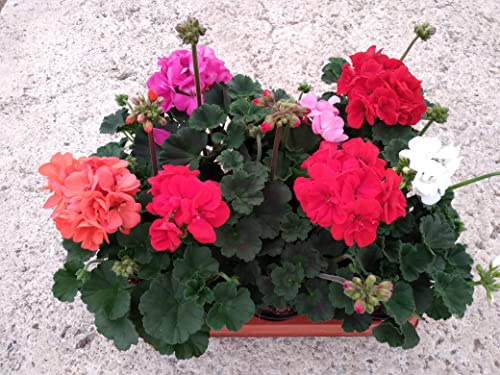 Geraneo Pack 6 Plantas Naturales (PELARGONIUM ZONALE) maceta de 13 cm