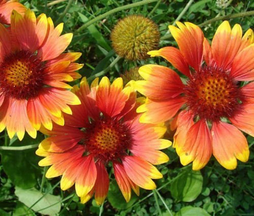 COPERTA Gaillardia fiore Aristata - 1.200 Semi Granel
