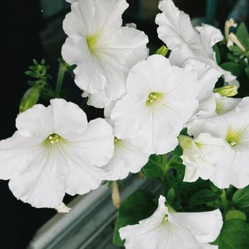 semillas de petunia colgando de perenne resistente petunia de jardín, interior raras, decoración de salón 200pcs