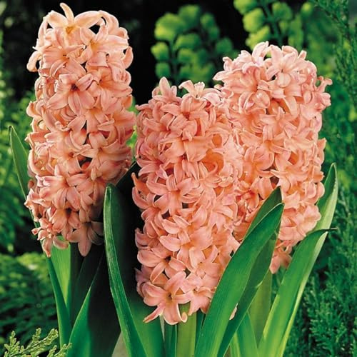 Rizoma Giacinto Resistente/Rizoma Perenne Giardino/Giacinto Giardino Raro Elegante Esposizione Giardino-2 rizomi-C