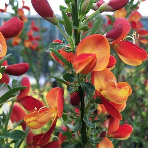 Ginestra di Lena/Cytisus Lena | Piccolo arbusto resistente - Fiori giallo-rossi - Pianta perenne da fiore | 1 vaso da 1,5 litri