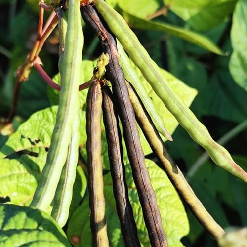 Semillas de judías verdes, semillas de judías mungo, frijol para productos sostenibles microvegetales jardín cocina resistentes para el jardín verdes 100pcs