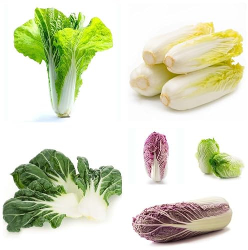 pak choi - semillas semillas de exóticas balcón - Serie Raras interior bonsái para jardín interior resistentes 500pcs