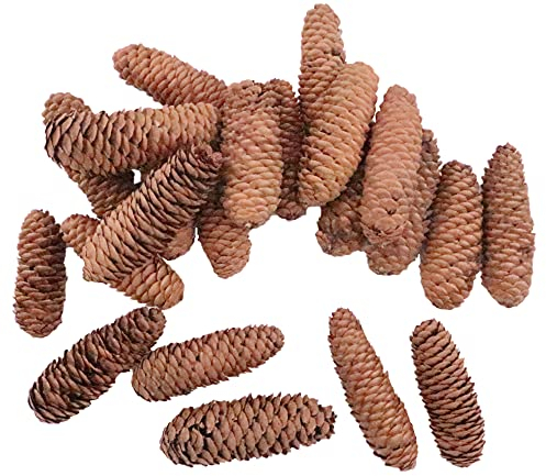 Anthony Peters Long pine cones | 250 gram bag (approximately 20 pieces) | Natural crafts