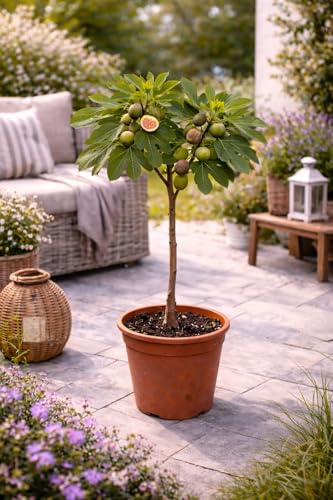 Ficus carica Bornholm Stämmchen 60–80 cm – Winterharte Feige, Echter Feigenbaum für Garten & Balkon, ertragreich, pflegeleicht, frosthart, ideal für Kübel & Terrasse