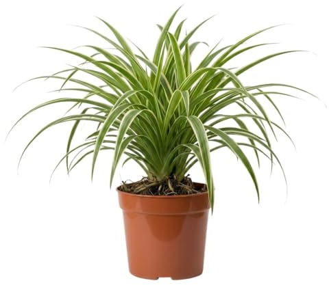 Grünlilie | Chlorophytum | ca. 40-50 cm | ø 12-15 cm Topf | Pflegeleichte Zimmerpflanzen für Wohnung und Büro | Qualität vom Pflanzen Profi | Ideale Raumbegrünung