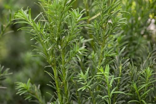 Taxus baccata 'Schwarzgrün' 40-50 cm - Eibe, dunkelgrünes Laub, ideal für Hecken und Formgehölze, immergrün, schnittverträglich, winterhart