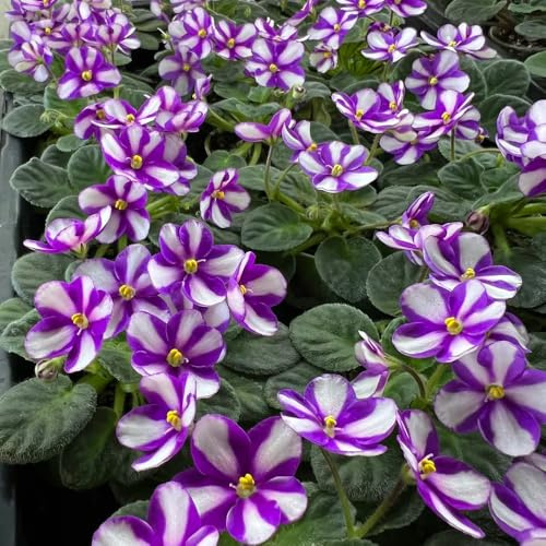 usambaraveilchen wildblumen balkonblumen schnittblumen herbstaussaat topfpflanzen echt veilchen frühlingsblumen pflanzensamen zimmerpflanzen blumendeko 500samen