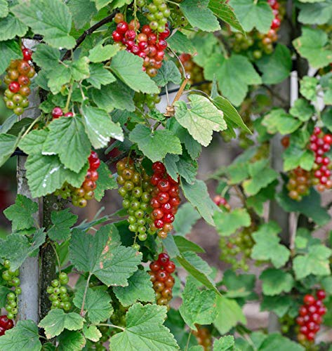 Rote Johannisbeere Junifer 40-60cm - Ribes rubrum