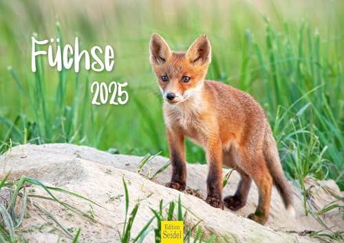 Edition Seidel Premium Kalender Füchse 2025 Format DIN A3 Wandkalender Tierkalender Fuchs Tiere Wildtiere Waldtiere Raubtiere Natur