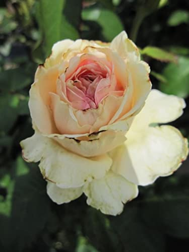 Baumschule Pflanzenvielfalt Edelrose Souvenir de Baden Baden® - Rosa Souvenir de Baden Baden® - Creme-rosa - Duft+++ - Kordes-Rose - ADR-Rose -