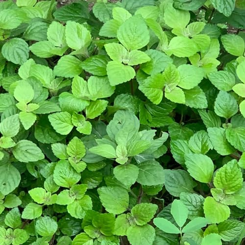 Semi di menta piperita semi di menta rara coltivazione giardino resistenti per giardini rocciosi selvatiche piperita esotica verdi 800pcs