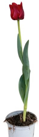 Tulipán Silvestre Planta de Bulbo Natural con Flores Auténticas y Resistentes