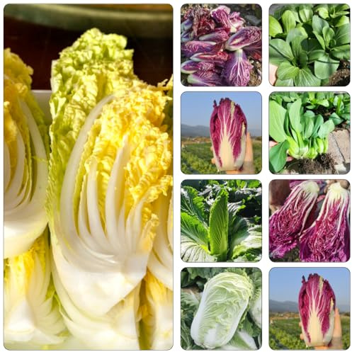 col Cina perenni resistenti semi biologici pak choi balcone serra semi cucina giardino inverno Reverdecimiento 1000pcs