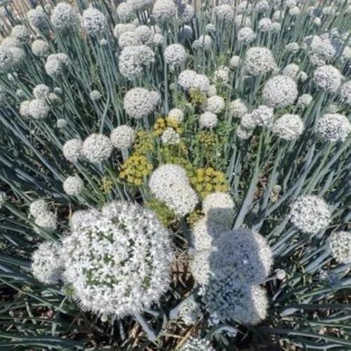 bulbi Allium puerro gigante riverdimento di tetti di antico balcone giardino decorazione allium 20pcs