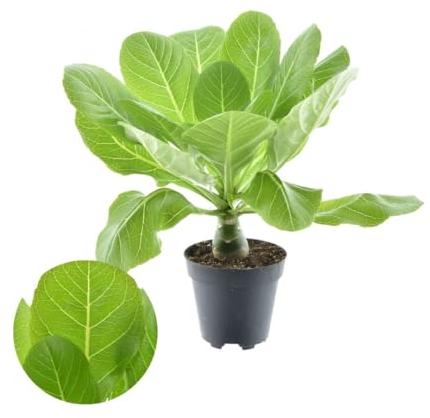 Brighamia Insignis Hawaii Palme – 40 cm hohe exotische Zimmerpflanze, auch bekannt als Hawaiipalme oder Tropenpflanze für Zuhause und Garten