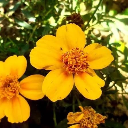 Mexican Tarragon - 500 Seeds + freebie + Plant tag (Tagetes lucida)