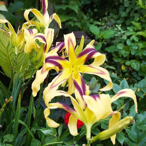 Semi di daylily, Hemerocallis fulva, fiordaliso, giardino perenni resistenti agli emerocallidi, biologici 150pcs