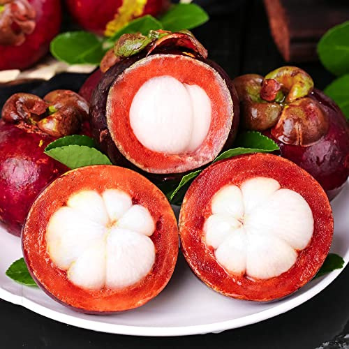 semi di mangostano, vecchie varietà mangostano comprare da frutto semi di frutteto esotico frutto colonnare raro da colonnari colonnari nani, resistenti 13pcs