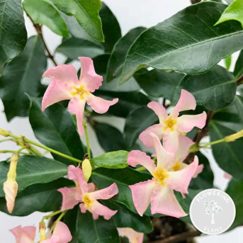 Bloomique - Trachelospermum jasminoides - Gelsomino toscano - Rosa - Rampicante - Pianta da giardino - Sempreverde - Resistente al freddo - Alta 50-70 cm - Vaso da 15 cm