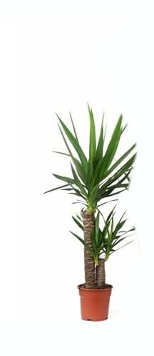Yucca Elephantipes de 100cm 2 Troncos - Planta Natural de Interior para Decorar tu Hogar