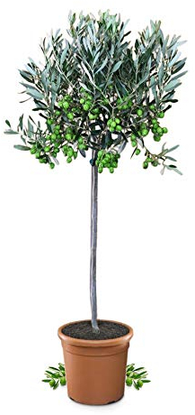 Meine Orangerie Olivenbaum Mezzo - echter Olivenbaum - 80 bis 100 cm - Olea Europaea - Olive Tree - Fruchtreifes Stämmchen in Gärtnerqualität
