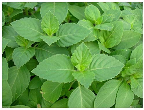 PREMIER SEEDS DIRECT -HOLY Basil - 2500 Seeds - OCIMUM Sanctum (TENUIFLORUM)