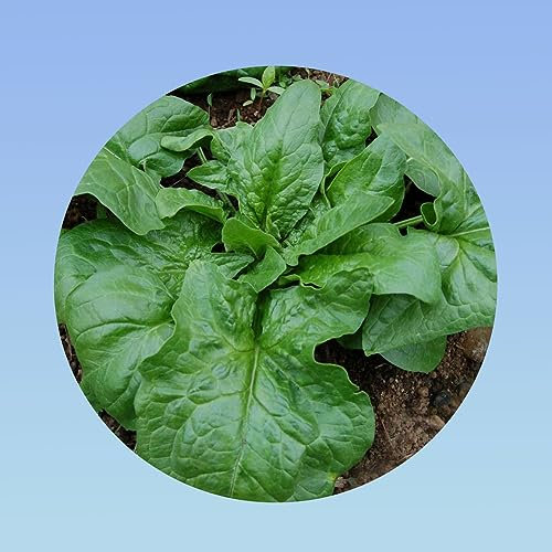 Planète graines - graines épinard monstrueux de giroflay 10 grammes environ 550 graines