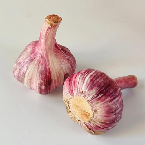 Semi d'aglio resistenti, semi di invernali Allium sativum, da esterno balcone serra di giardino sul balcone da giardino roccioso resistenti esotiche 150pcs