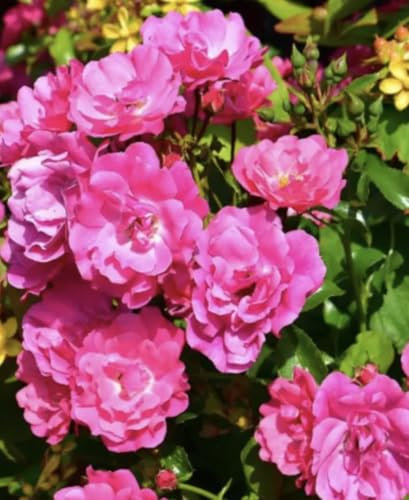 Pink Flower Carpet - Ground Cover Rose - Bare Root