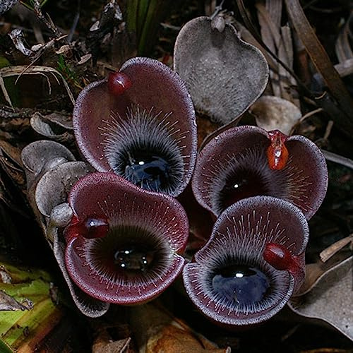 semi di nepenthes - perenni resistenti giardino carnivora biologici esotiche 120pcs