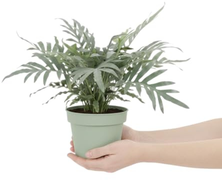 Phlebodium Blue Star Planta Natural Viva DECOALIVE Helecho Azul Ornamental para Salones y Oficinas